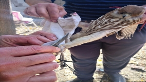 Kayseri'de kaçak avda kullanılacak canlı mühreler doğaya salındı