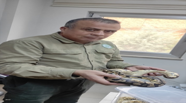 Kırıkkale'de evinde piton besleyen kişiye para cezası uygulandı 