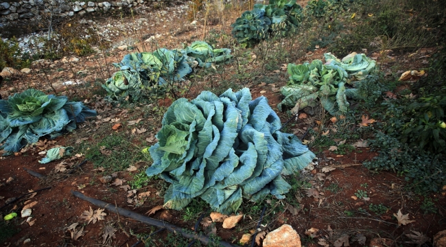 Mersin'de bir çiftçi 30 kilogram ağırlığında lahana üretti 