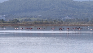 Muğla'daki Tuzla Sulak Alanı göçmen kuşların akınına uğradı