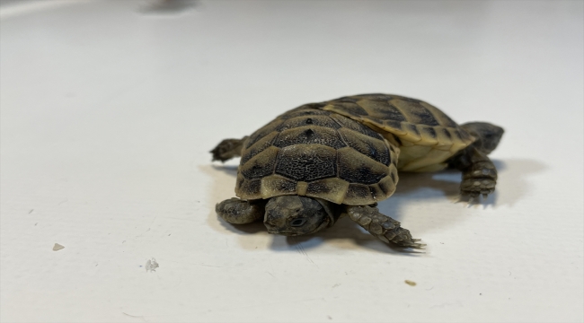 Pamukkale'de bulunan yapışık ikiz kaplumbağalar kış uykusuna hazırlanıyor