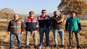 Şırnak'ta bitkin halde bulunan puhu koruma altına alındı
