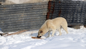 Ağrı'da "HAYDİ" polisleri sokak hayvanlarını mamayla besledi