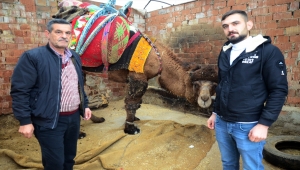 Aydın'da borçtan dolayı haczedilen deve yediemine götürüldü