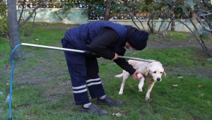 Bağcılar'da sokak hayvanları barınaktaki bakımların ardından sahiplendiriliyor