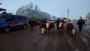 Bursa'da büyükbaş hayvan çalan 3 kişi gözaltına alındı