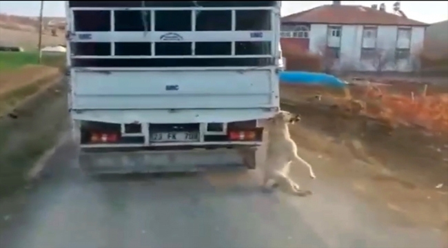 Elazığ'da kamyonetin arkasına bağladığı köpeğe eziyet eden sürücü yakalandı