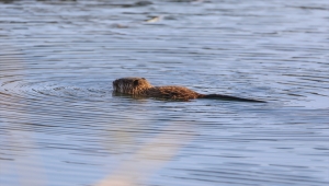 "Esrarengiz fare" yavruları, Ağrı Dağı Milli Parkı'nda yüzerken görüntülendi
