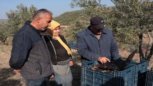 Hatay'da zeytin hasadı işçileri AA'nın "Yılın Fotoğrafları" oylamasına katıldı
