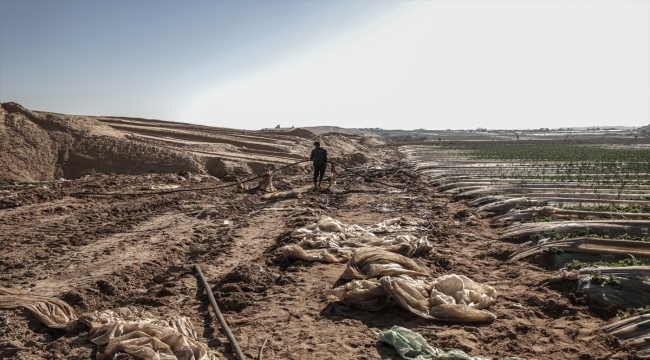 İsrail buldozerleri, Gazze'deki Filistinli çilek üreticisinin hem cebini hem kalbini yaktı