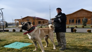 Kangal çiftliğinin gözdesi "Cesur"un yavruları için sıraya girdiler 