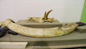 Kayseri'deki fosil kazılarında bütün halinde gergedan kafatası bulundu