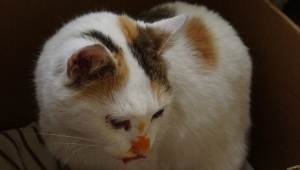 Kedi "Pamuk" okulun maskotu oldu