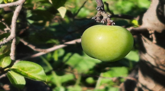 Mersin'de erkenci erik ağaçları aralıkta meyve verdi