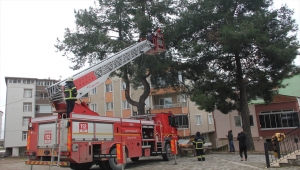 Ordu'da ağaçta mahsur kalan kediyi itfaiye ekipleri kurtardı