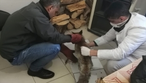 Osmaniye'de tedavisi tamamlanan tilki doğaya salındı