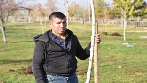 Şanlıurfa'da ağaç kesen kişiye fidan dikme cezası