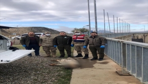 Şanlıurfa'da nesli tükenme tehlikesi altındaki çizgili sırtlan yolda ölü bulundu