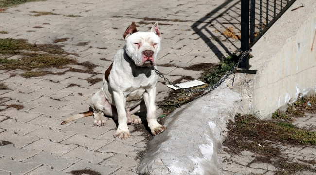 Sivas'ta sahibinin bırakıp kaçtığı yasaklı ırk köpek hayvan barınağına götürüldü