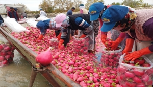 Tescilli turp, kadınların soğuk sudaki mesaisiyle sofralardaki yerini alıyor