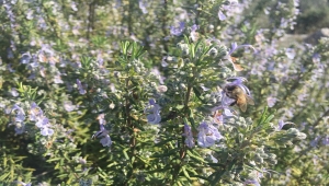 Türkiye'nin biberiye üretiminin yüzde 90'ını Mersin karşılıyor