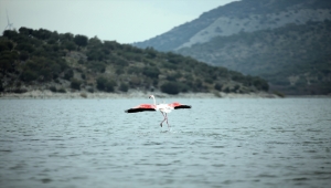 Yağmurlar, kuraklığın etkilediği Bafa Gölü'ne yaradı