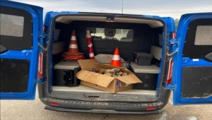 Adıyaman'da donmak üzere bulunan 6 köpek barınağa gönderildi 