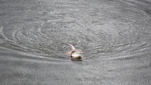Afyon'da su samurunun yüzme keyfi