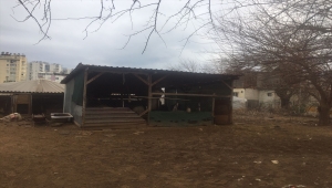 Antalya'da sokak köpekleri 4 koyunu telef etti