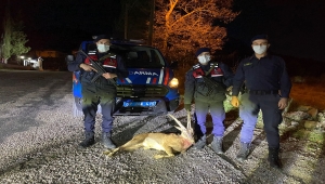 Antalya'da yaban keçisi avlayan 3 kişiye 72 bin lira ceza kesildi