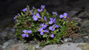 Bartın Üniversitesince endemik bitki türü keşfedildi