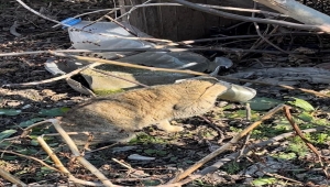 Bilecik'te başı konserve kutusuna sıkışan kedi kurtarıldı