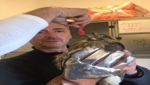 Bodrum'da bitkinlikten yola düşen şahin kurtarıldı