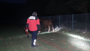 Bolu'da ayağı tele takılan yılkı atı için ekipler seferber oldu