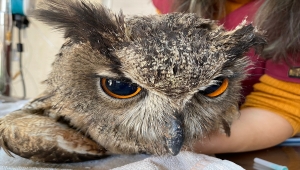 Denizli'de bulunan yaralı puhu, Afyonkarahisar'da tedavi ediliyor