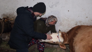 Doğum sırasında felç geçiren inek için ilçe seferber oldu