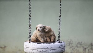 Düzce'de sokak hayvanları doğal yaşam alanına kavuşuyor