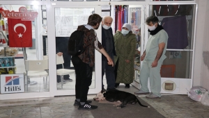 Edirne'de saldırdığı kediyi telef eden yasaklı ırk köpek barınağa götürüldü