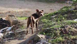 Edirne'de sokakta başıboş bulunan pitbull barınağa götürüldü