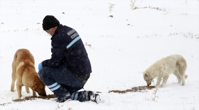 Erzurum Belediyesi sokak hayvanlarını unutmadı