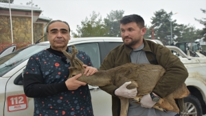Gaziantep'te köpeklerin saldırısı sonucu yaralanan karaca tedaviye alındı