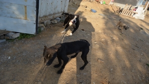 Gaziantep'te terk edilen pitbull cinsi 10 köpek barınağa alındı