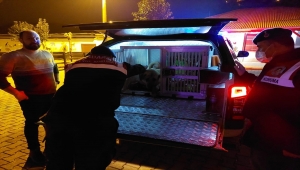 Giresun'da yaralı iki köpeğe jandarma sahip çıktı