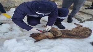 Hakkari'de elektrik teliyle boynu ve ayağından bağlanan köpekler kurtarıldı