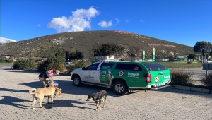 Hatay'da jandarmadan sokak hayvanlarına mama ve su desteği