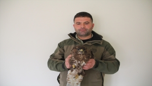 Hatay'da yaralı bulunan kızıl şahin ve İshak kuşu tedavi altına alındı