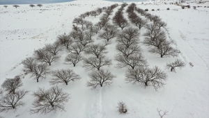 Iğdır'daki beyaza bürünen kayısı bahçeleri drone ile görüntülendi