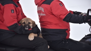 JAK timleri sokak ve yaban hayvanlarının da yardımına koşuyor