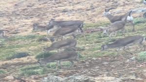 Kahramanmaraş ve Şanlıurfa'da hayvanlar için doğaya yem bırakıldı