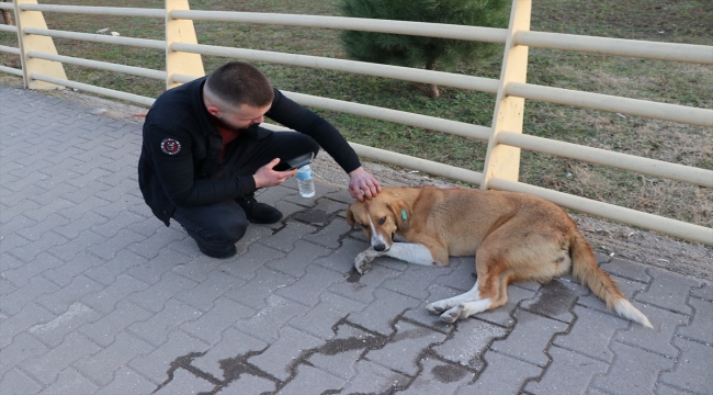 Karabük'te otomobilin çarptığı köpek tedavi altına alındı